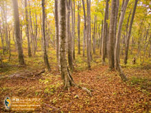 The Mid-Summer Forest