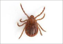 Ticks
