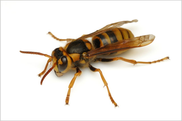 Bees, hornets and wasps