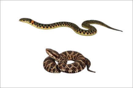 Snakes