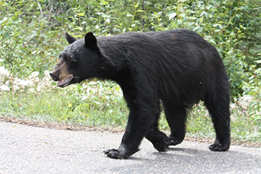 Asiatic Black Bear