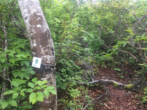 The trail after snowmelt but before maintenance